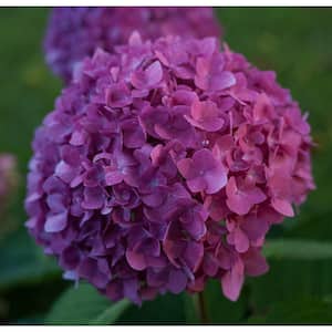 4.5 in. Qt. Let's Dance Rave Reblooming Hydrangea (Macrophylla) Live Shrub, Purple or Pink Flowers