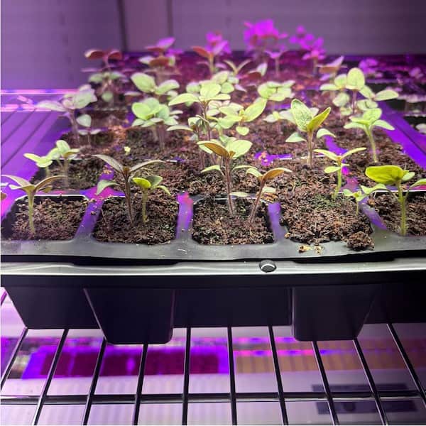 Seed Starter Kit 15" x 9" Plastic Tray with Humidity Vented Dome for Starting Seeds, 75-Cell, Reusable, 5-Pack