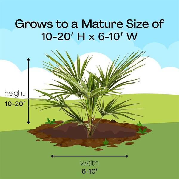 10 in. Windmill Palm Tree with Beautiful Green Fronds 15524 - The
