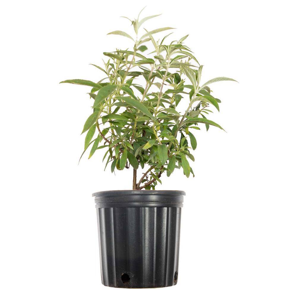 1 Ga. Black Knight Butterfly Bush Shrub with Huge Deep Purple Flower Cones price history on PriceWatchPro