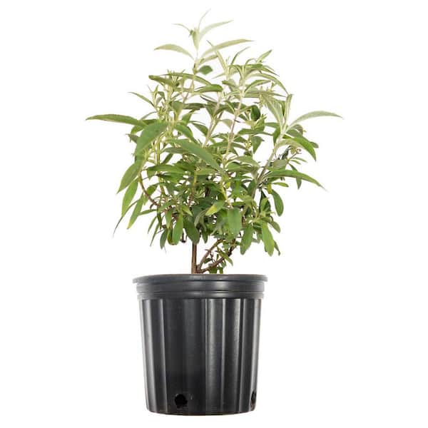 1 Ga. Black Knight Butterfly Bush Shrub with Huge Deep Purple Flower Cones