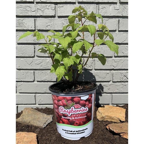 Cottage Gardens 1 Gal. Rubus Raspberry Coho Shrub