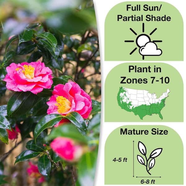 3 Gal. ShiShi Gashira Camellia Flowering Shrub With Pink Blooms (2-Pack)