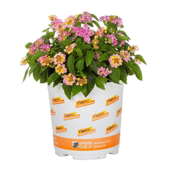 2 QT Lantana 'Athens Rose' Perennial Plant