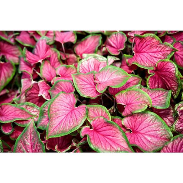Pure Beauty Farms 2.5 qt. Caladium Sweetheart in 6.33 in. Grower's Pot