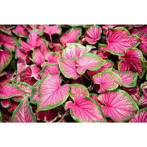 Vigoro 2.5 Qt. Caladium Freida Hemple in 6.33 in. Grower's Pot (2-Pack ...