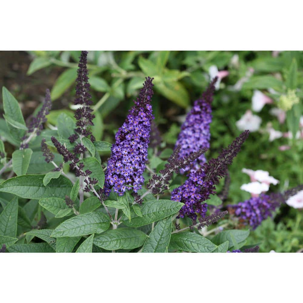 4.5 in. qt. Pugster Blue Butterfly Bush (Buddleia) Live Shrub, Blue Flowers price history on PriceWatchPro