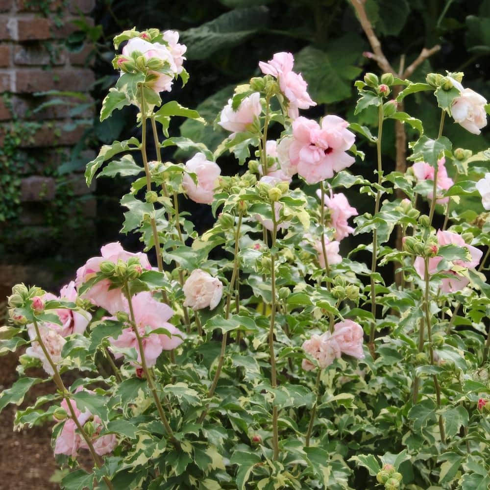 Sugar Tip Pink Hibiscus Tree with Variegated Foliage in 1 Gallon Container