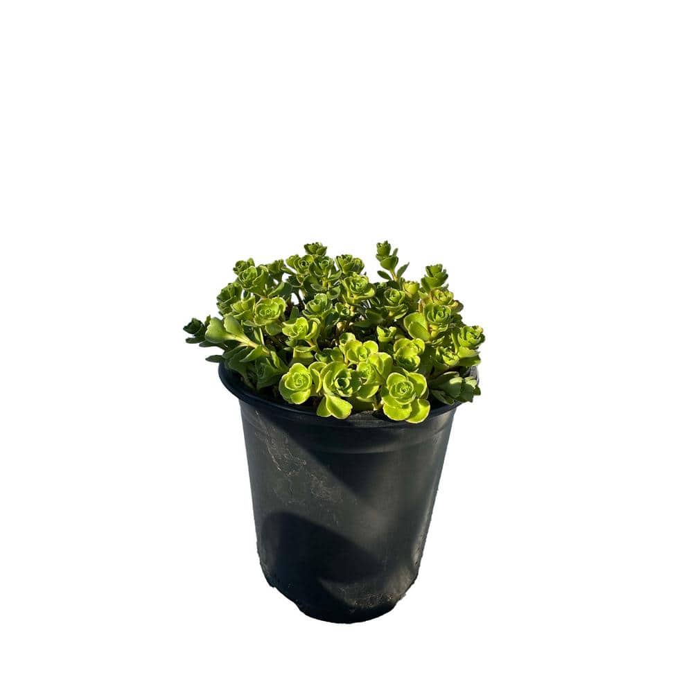 Live Sedum John Creech Stonecrop in Separate in Pots Pet-Safe (3-Pack) price history on PriceWatchPro