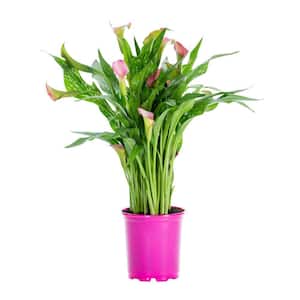 2 QT. Calla Lily Captain Cheerio Perennial Plant with Pink Flowers