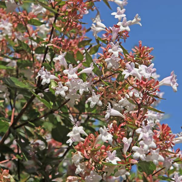 national PLANT NETWORK 2.25 Gal. Abelia Rose Creek Flowering Shrub with White Blooms