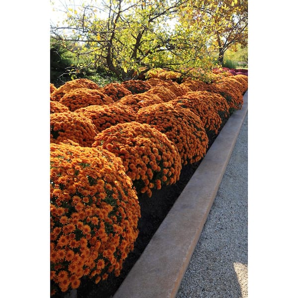 Summer Mums floral orange, white and yellow large decorative