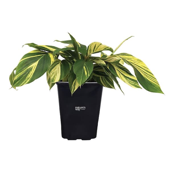 Ginger Variegated Live Outdoor Plant in Growers Pot Avg Shipping Height 1 ft. to 2 ft. Tall