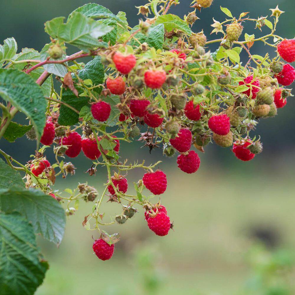 1 Gal. Pot, Crimson Blush Raspberry Bush Potted Fruit Bearing Plant (1-Pack) price history on PriceWatchPro