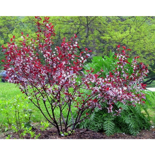 Purple Leaf Sand Cherry Shrub with Fast Growing and Fragrant Ornamental Foliage