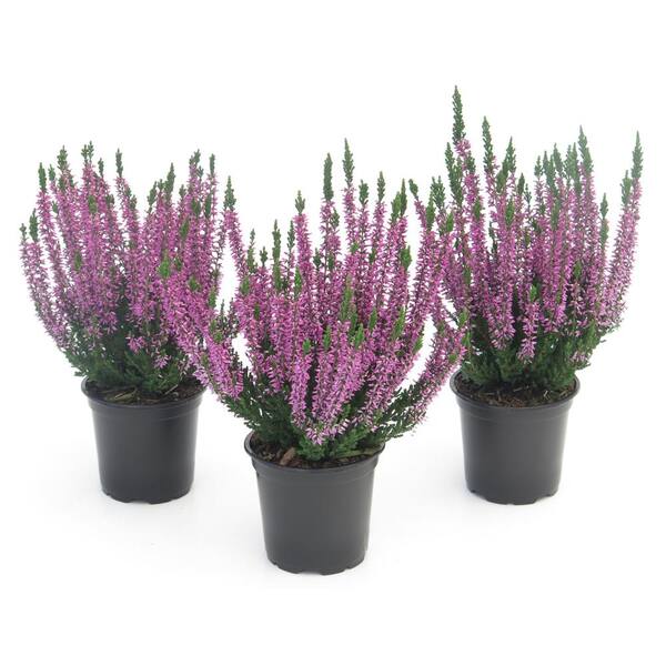 national PLANT NETWORK 4 in. Calluna Heather Plant with Purple Blooms (3-Pack)