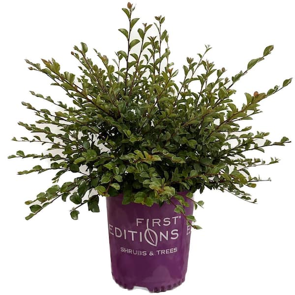 2 Gal. Autumn Inferno Cotoneaster Live Shrub with Fiery Red Foliage