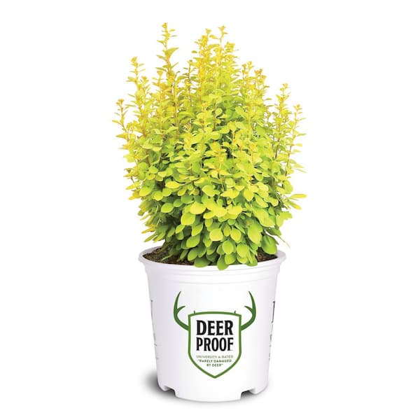 PROVEN WINNERS 2 Gal. Sunjoy Gold Pillar Barberry Shrub with Vivid Gold Foliage