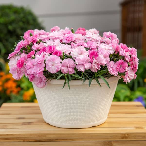 METROLINA GREENHOUSES 1 Gal. Dianthus Carnation Mix in Decorative