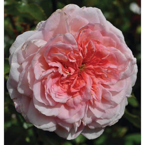 BLOOMABLES Bareroot Scentables Sunbelt Savannah Hybrid Tea Rose Bush with Pink Flowers (2-Pack)