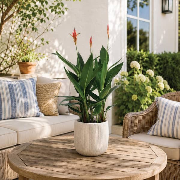 NATURE'S WAY FARMS 2 qt. Choconiana Heliconia Tropical Flowering