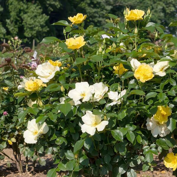 KNOCK OUT 2 Gal. Rose Knockout Easy Bee-zy Shrub with Yellow