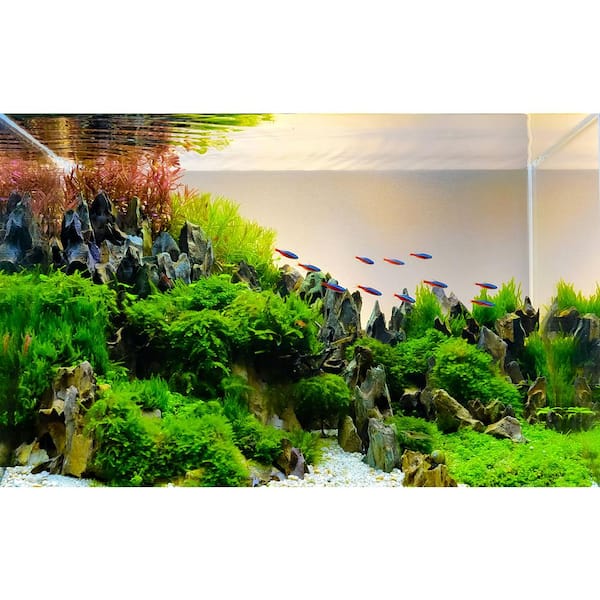 Premium Aquascaping Rocks for Freshwater and Planted Aquariums (Dragonstone - 9 lbs)