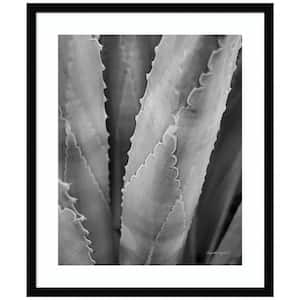 "Abstract Agave I" by Elizabeth Urquhart 1 Piece Wood Framed Black and White Nature Photography Wall Art 25-in. x 21-in.