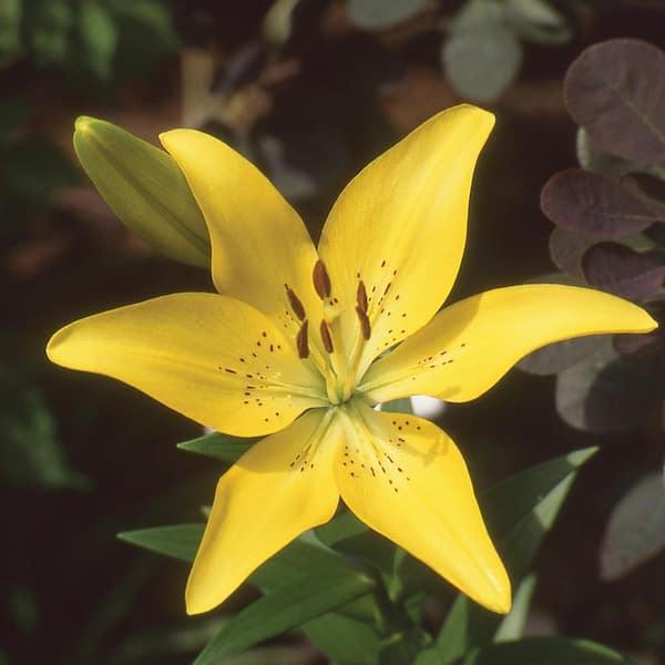 Vigoro 1 Qt. Bee Asiatic Lily Plant