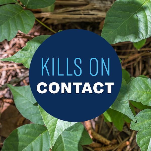 How To Kill Poison Ivy, According to a Lawn Care Expert