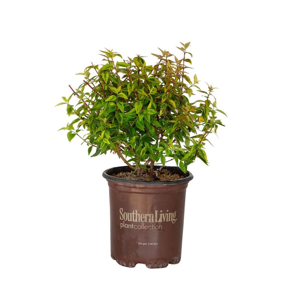 2.5 Quart Kaleidoscope Abelia with Variegated Foliage and Petite White Blooms