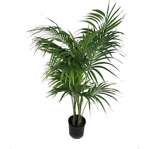 Kentia Palm-Live Plant in an 10 Inch Growers Pot-Howea Forsteriana-Beautiful Clean Air Indoor Outdoor Houseplant