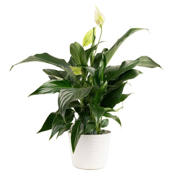 Costa Farms Spathiphyllum Peace Lily Indoor Plant in 6 in. Decor Planter, Average Shipping Height 1-2 ft. Tall
