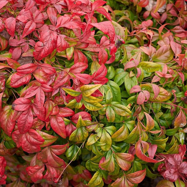 ALTMAN PLANTS 1 Gal. Nandina Domestica Atropurpurea Nana Shrub