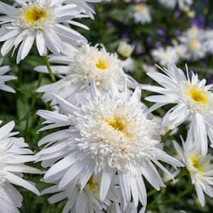 2.5 in. Shasta Daisy Carpet Angel Plant (3-Pack)