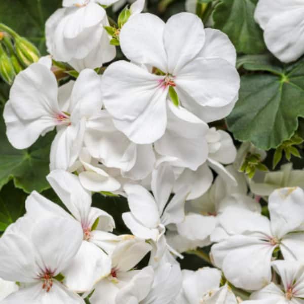 4.25 in. Eco+ Grande Boldly White Geranium (Pelargonium Interspecific) Live Annual Plant with White Flowers 4-Pack