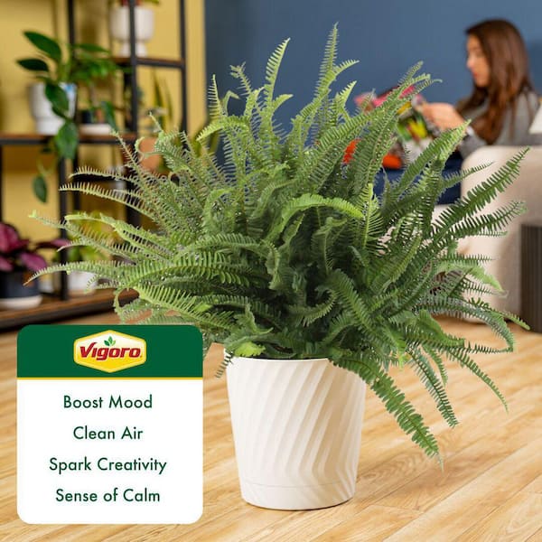 Vigoro Kimberly Queen Fern Plant in 10in. White Decor Pot