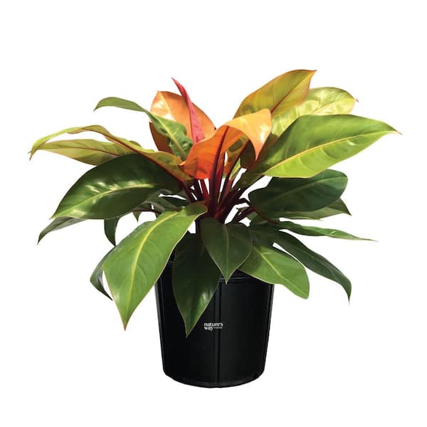 NATURE'S WAY FARMS philodendron Prince Of Org Live Outdoor Plant in Growers Pot Avg Shipping Height 1 ft. to 2 ft. Tall