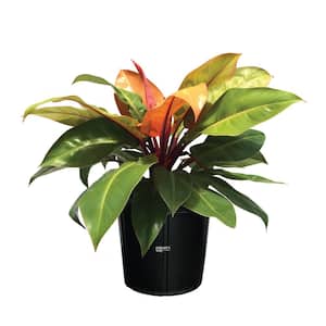 philodendron Prince Of Org Live Outdoor Plant in Growers Pot Avg Shipping Height 1 ft. to 2 ft. Tall