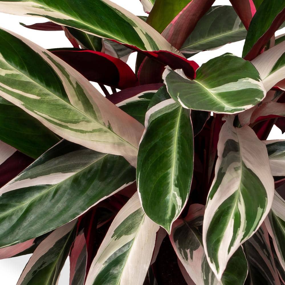 Stromanthe Triostar Indoor Air-Purifying Plant in Black Plastic Container