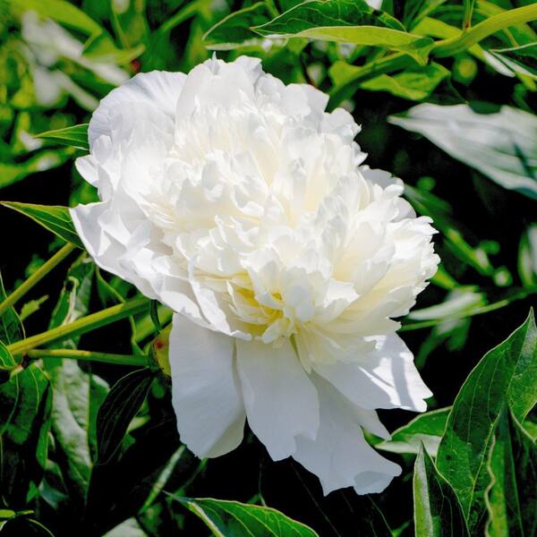 national PLANT NETWORK Peony Bulbs White (3-Pack) HD3368 - The