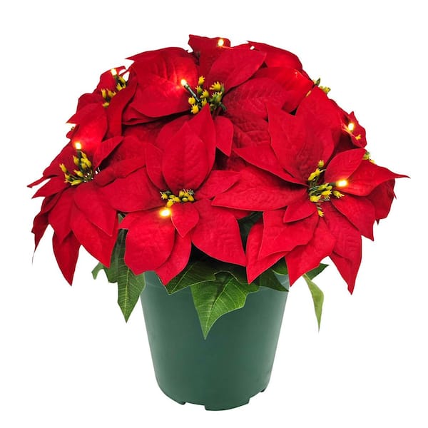 22 in. Pre-Lit Battery-Operated Red Potted Artificial Christmas Poinsettias Arrangement