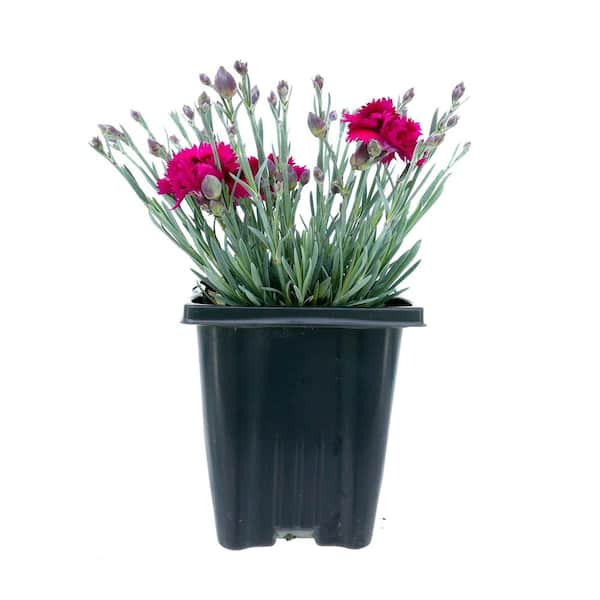 Unbranded Perennial Carnation Starlette 1.0 qt. (1-Pack)