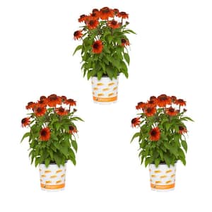 2 Qt. Artisan Ombre Red Cone Flower Echinacea Perennial Plant (3-Pack)