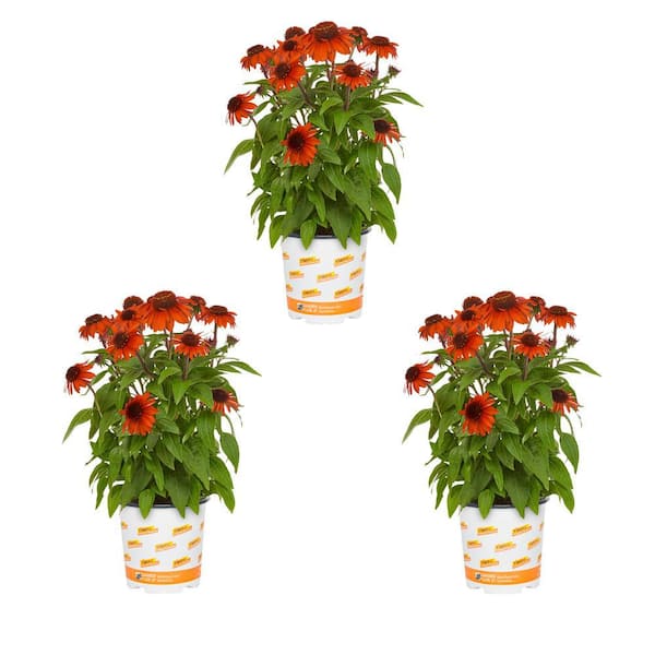 Vigoro 2 Qt. Artisan Ombre Red Cone Flower Echinacea Perennial Plant (3-Pack)