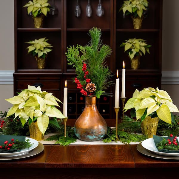 4 in. (1 Pt.) Live Christmas Poinsettia White with Gold Foil Holiday Plant (6-Pack)