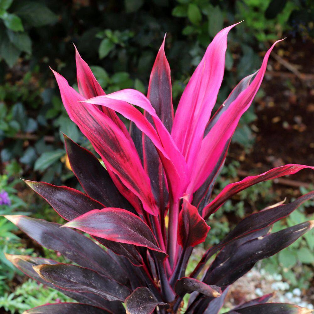 Cordyline Fruticosa Red Sister Ti Plant in Black Grower Pot