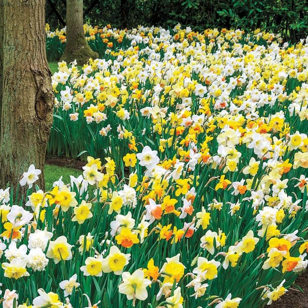 Van Bourgondien Daffodils for Shade Mixture Dormant Spring Flowering Bulbs (100-Pack)