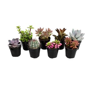 2.5 in. Assorted Succulents Plants (8-Pack)
