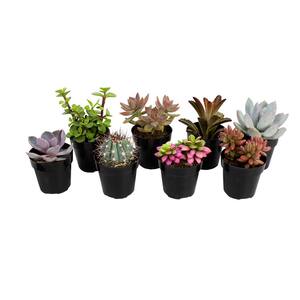 2.5 in. Assorted Succulents Plants (8-Pack)